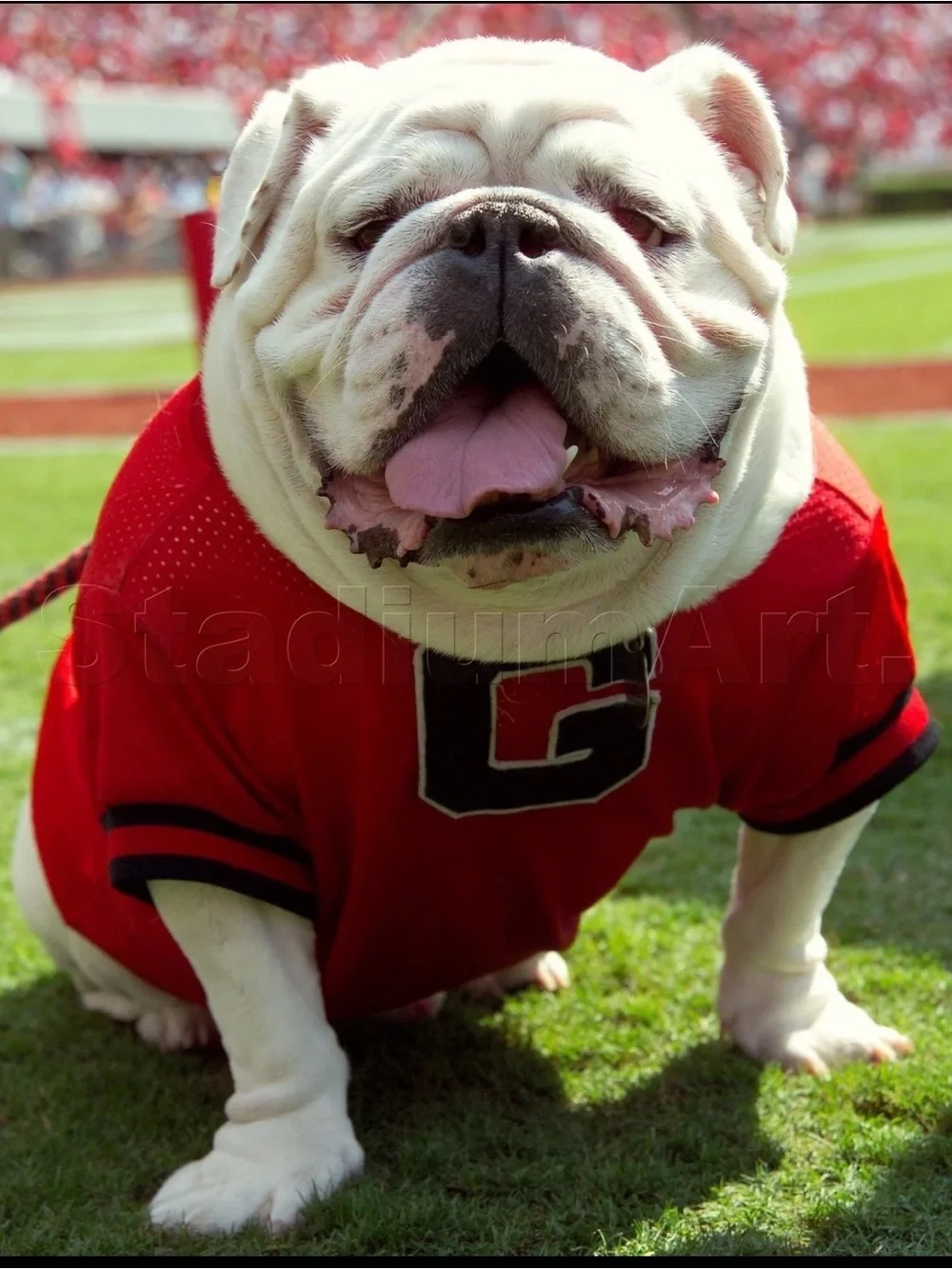 University of Georgia Black Bandana Charm Necklace, UGA, Georgia Bulldogs, Dawgs